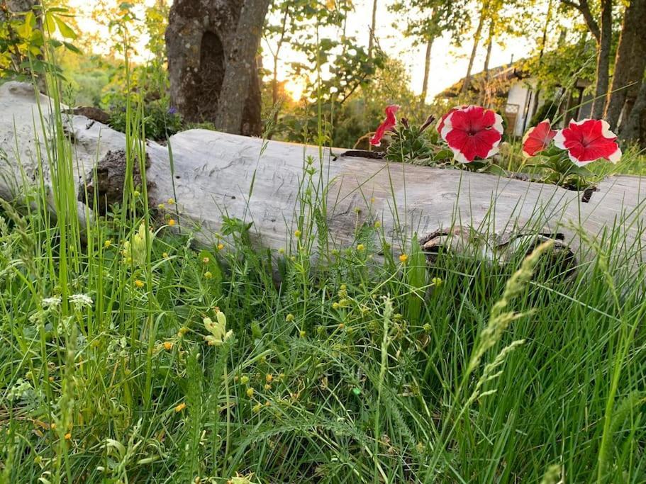 Small Cozy 3-Room House With Terrace & Large Garden Ilmandu Dış mekan fotoğraf